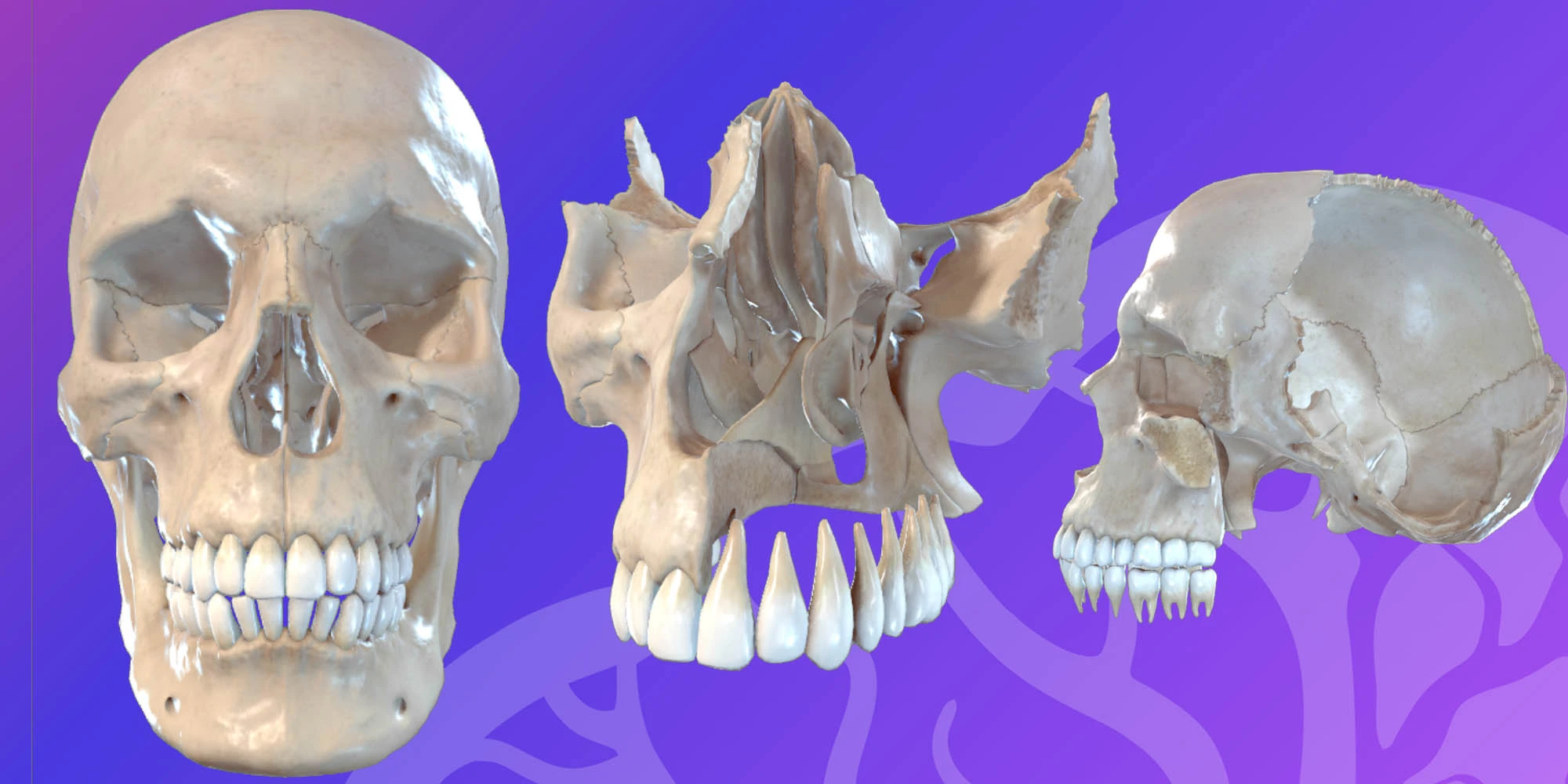 HEAD & NECK_Skull image